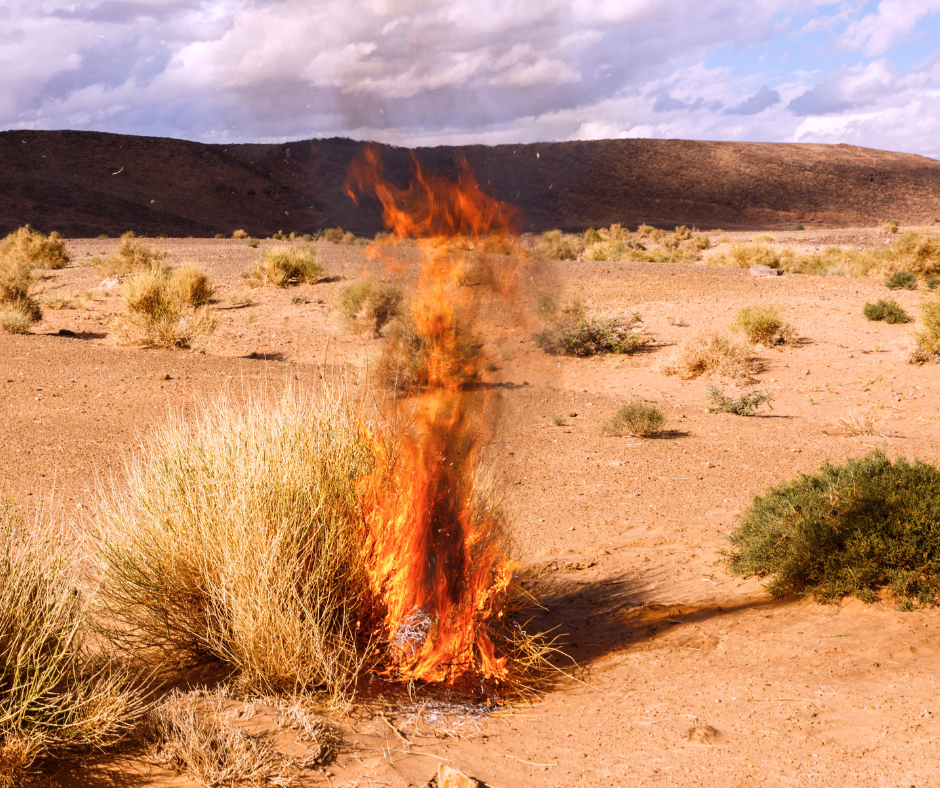 A bush in a desert land with a flame starting to burn