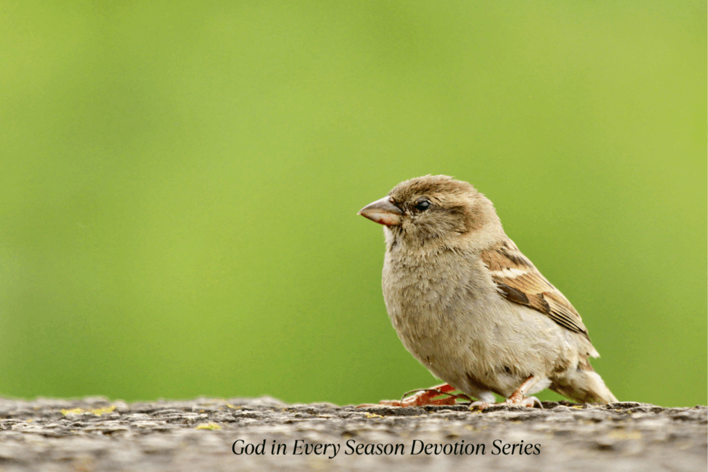 God in Every Season Devotion (6)